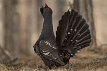 Black-billed Capercaillie (Tetrao parvirostris) male displaying, Mongolia