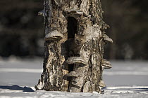 Sable (Martes zibellina) in tree in winter, Lake Baikal, Barguzinsky Nature Reserve, Russia