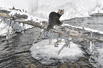 Sable (Martes zibellina) on log over river in winter, Lake Baikal, Barguzinsky Nature Reserve, Russia