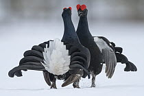 Black Grouse (Tetrao tetrix) males fighting in winter, Tver, Russia