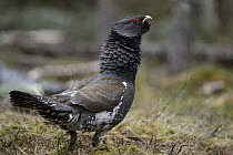 Western Capercaillie (Tetrao urogallus) male displaying, Tver, Russia