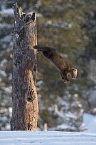 Sable (Martes zibellina) leaping from tree in winter, Lake Baikal, Barguzinsky Nature Reserve, Russia