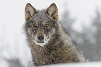 Wolf (Canis lupus) in winter, Tver, Russia