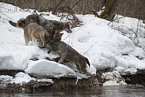 Wolf (Canis lupus) pack greeting individual which just crossed river, Tver, Russia