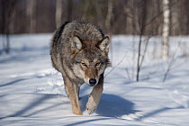 Wolf (Canis lupus) running through snow, Tver, Russia