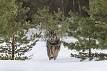 Wolf (Canis lupus) running in snow, Tver, Russia