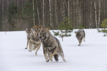 Wolf (Canis lupus) pack running through snow, Tver, Russia