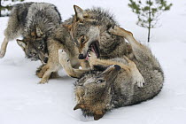 Wolf (Canis lupus) trio in dominance display in snow, Tver, Russia, sequence 3 of 3