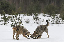 Wolf (Canis lupus) pair playing in snow, Tver, Russia