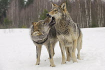 Wolf (Canis lupus) in submissive display in winter, Tver, Russia