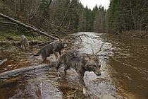 Wolf (Canis lupus) trio crossing river, Tver, Russia