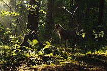 Wolf (Canis lupus) in forest, Tver, Russia