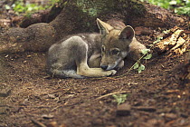 Wolf (Canis lupus) pup, Tver, Russia