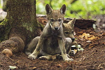 Wolf (Canis lupus) pups, Tver, Russia