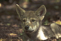 Wolf (Canis lupus) pup, Tver, Russia
