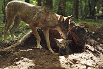 Wolf (Canis lupus) parent with pup at den, Tver, Russia