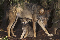 Wolf (Canis lupus) parent and pup, Tver, Russia