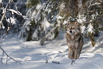 Wolf (Canis lupus) in snow, Tver, Russia