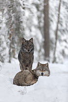 Wolf (Canis lupus) pair in snow, Tver, Russia