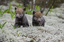Wolf (Canis lupus) pups, Tver, Russia