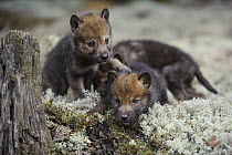 Wolf (Canis lupus) pups playing, Tver, Russia