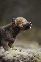 Wolf (Canis lupus) pup howling, Tver, Russia