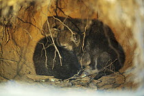 Wolf (Canis lupus) sleeping pups in den, Tver, Russia