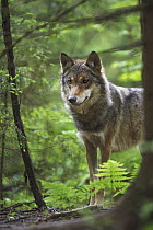 Wolf (Canis lupus) in forest, Tver, Russia