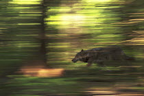 Wolf (Canis lupus) running through forest, Tver, Russia