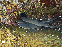 White-tip Reef Shark (Triaenodon obesus) group, Revillagigedo Islands, Mexico