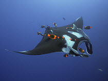 Manta Ray (Manta birostris) being cleaned by Clarion Angelfish (Holacanthus clarionensis) group, Socorro Island, Revillagigedo Islands, Mexico
