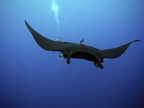 Manta Ray (Manta birostris) being cleaned by Clarion Angelfish (Holacanthus clarionensis) pair near diver, Socorro Island, Revillagigedo Islands, Mexico