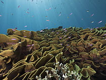 Disc Coral (Turbinaria reniformis) reef, Papua New Guinea