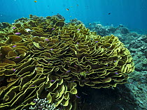 Disc Coral (Turbinaria reniformis) reef, Papua New Guinea
