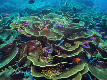 Yellowstripe Anthias (Pseudanthias tuka) school in Disc Coral (Turbinaria reniformis) reef, Papua New Guinea