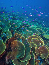 Yellowstripe Anthias (Pseudanthias tuka) school swimming around hard coral, Papua New Guinea