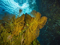 Fan Coral (Melithaea sp) in reef, Papua New Guinea