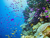 Yellowstripe Anthias (Pseudanthias tuka) and Basslet (Pseudanthias sp) schools in coral reef, Papua New Guinea