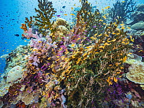 Yellowstripe Anthias (Pseudanthias tuka) and Basslet (Pseudanthias sp) schools in coral reef, Papua New Guinea