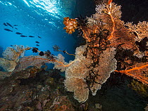 Fan Coral (Melithaea sp) in reef, Papua New Guinea