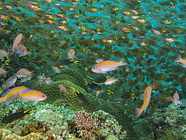 Sweeper (Parapriacanthus sp) and Pygmy Sweeper (Parapriacanthus ransonneti) in coral reef, Papua New Guinea