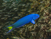 Moon Wrasse (Thalassoma lunare) terminal phase male and Pygmy Sweeper (Parapriacanthus ransonneti) in coral reef, Papua New Guinea
