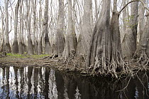 Bald Cypress (Taxodium distichum) trees in swamp, Ebenezer Creek, Georgia