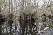 Bald Cypress (Taxodium distichum) trees in swamp, Ebenezer Creek, Georgia