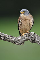 Lesser Kestrel (Falco naumanni) male, Castile-La Mancha, Spain