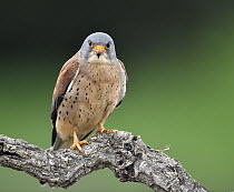Lesser Kestrel (Falco naumanni) male, Castile-La Mancha, Spain