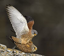 Lesser Kestrel (Falco naumanni) pair mating, Castile-La Mancha, Spain