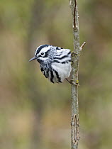 Black-and-white Warbler (Mniotilta varia) male in spring, Maine