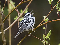 Black-and-white Warbler (Mniotilta varia) male calling in spring, Maine