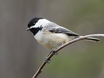 Black-capped Chickadee (Poecile atricapillus) in spring, Maine